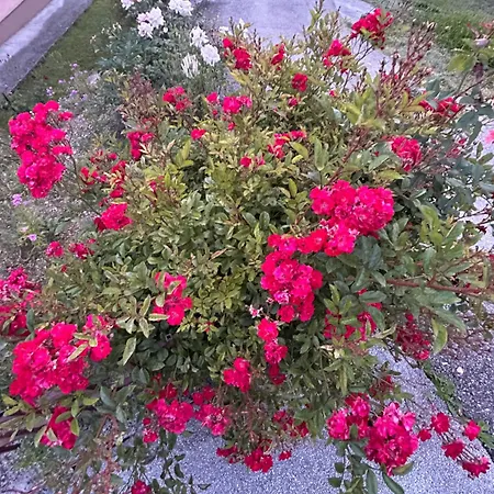 Casa vacanze Close To Scc Luxury In *